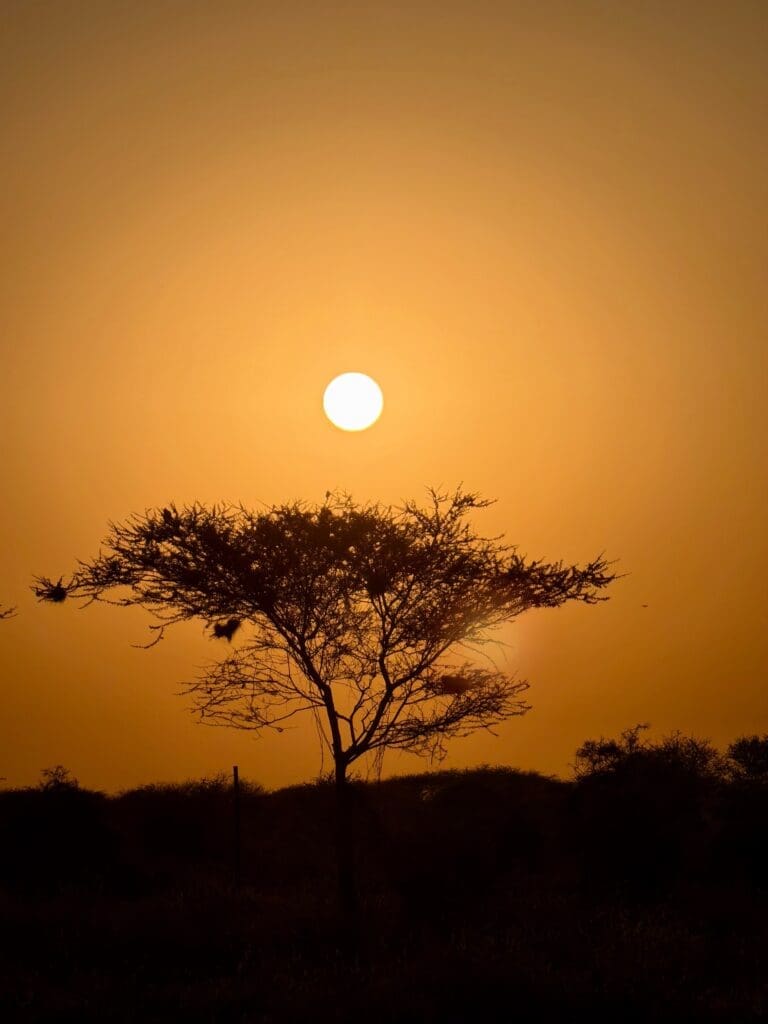 Golden sunset over an African savanna with a lone acacia tree silhouetted against the evening sky.