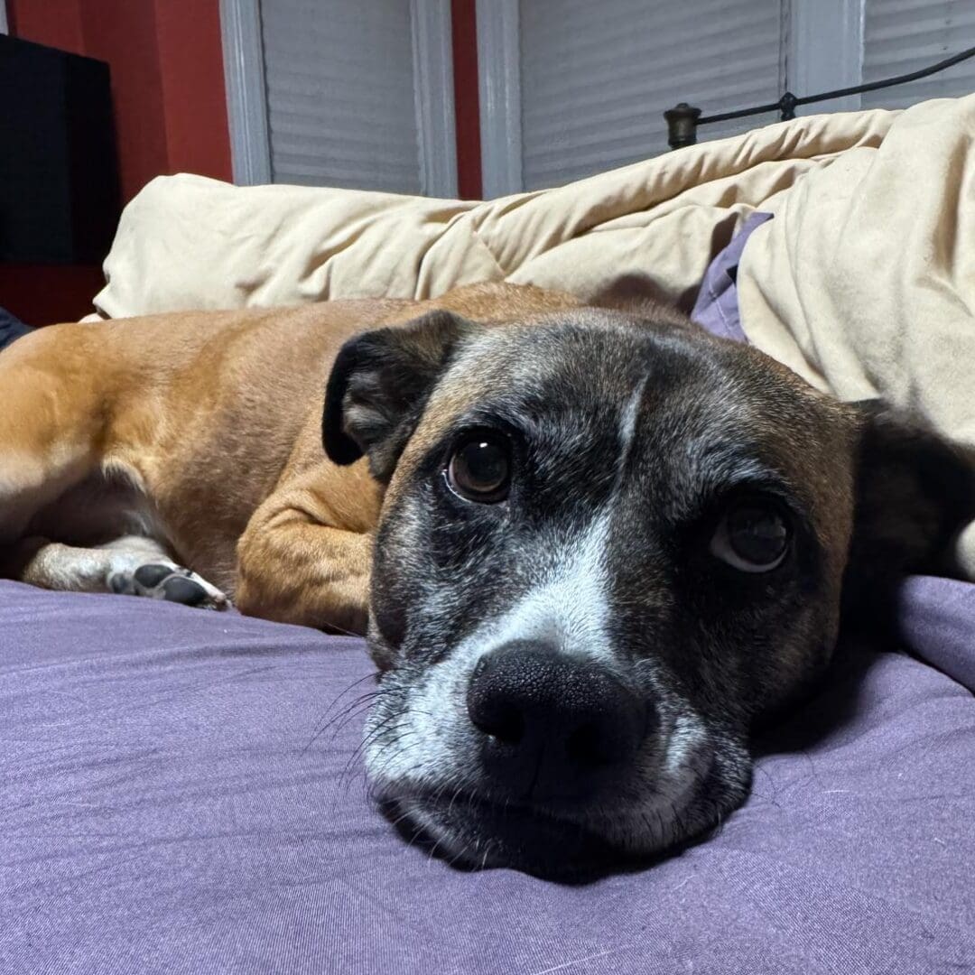 Winnie resting peacefully on a bed, a reminder of the power of pausing and slowing down during overwhelming moments.