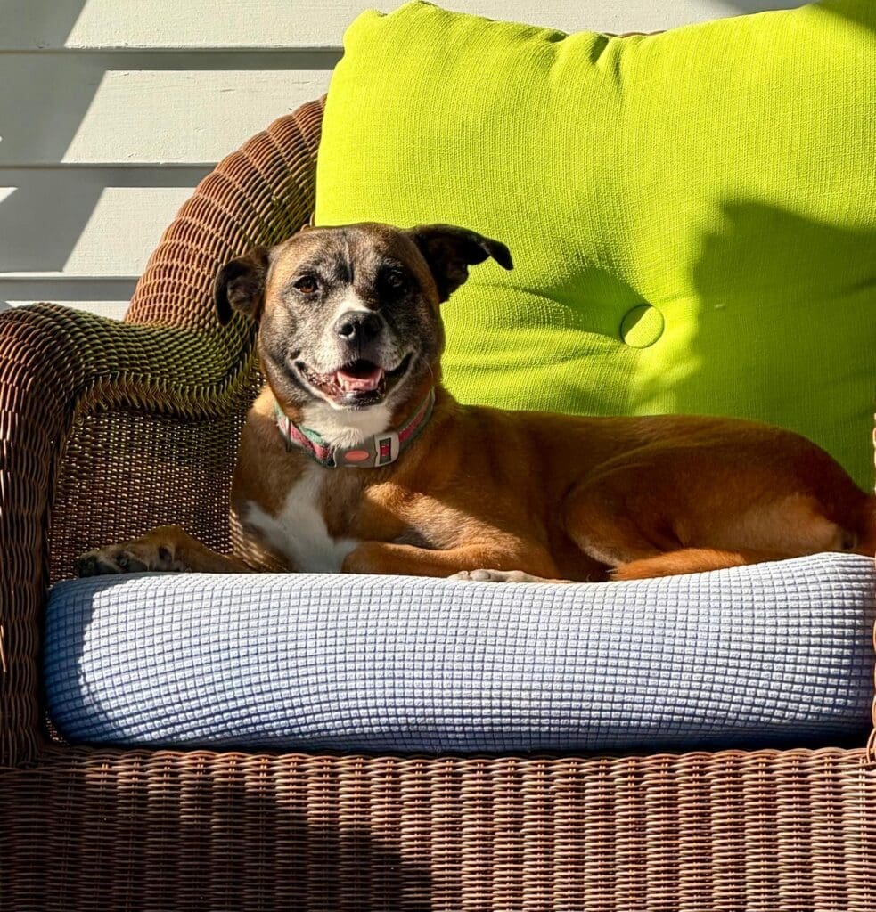 Winnie relaxing comfortably on her dog bed beside a bright green pillow.