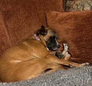 Winnie resting curled up beside another pet, a quiet reminder to pause and rest.